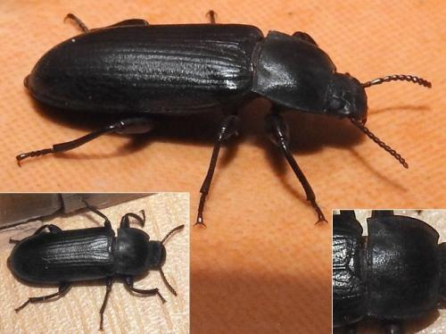 Tenebrio molitor